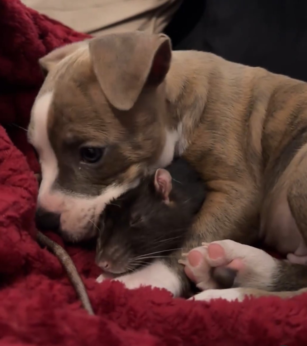 puppy lying with rat