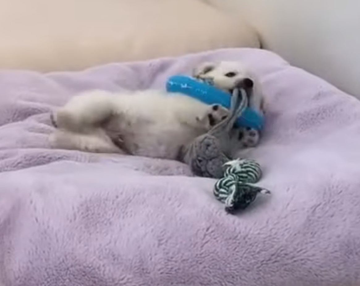 puppy lying with toys