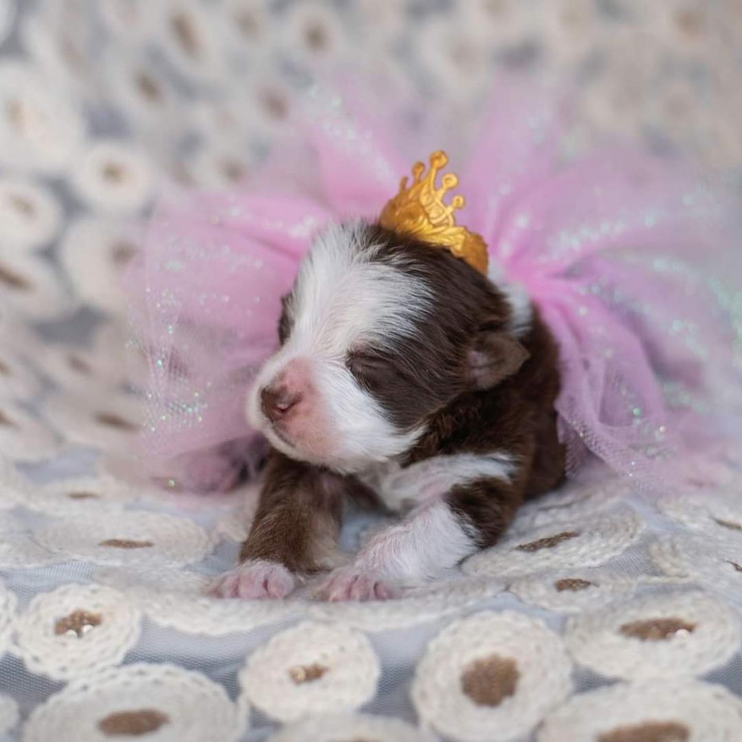 puppy named skipper lying down with a crown on his head