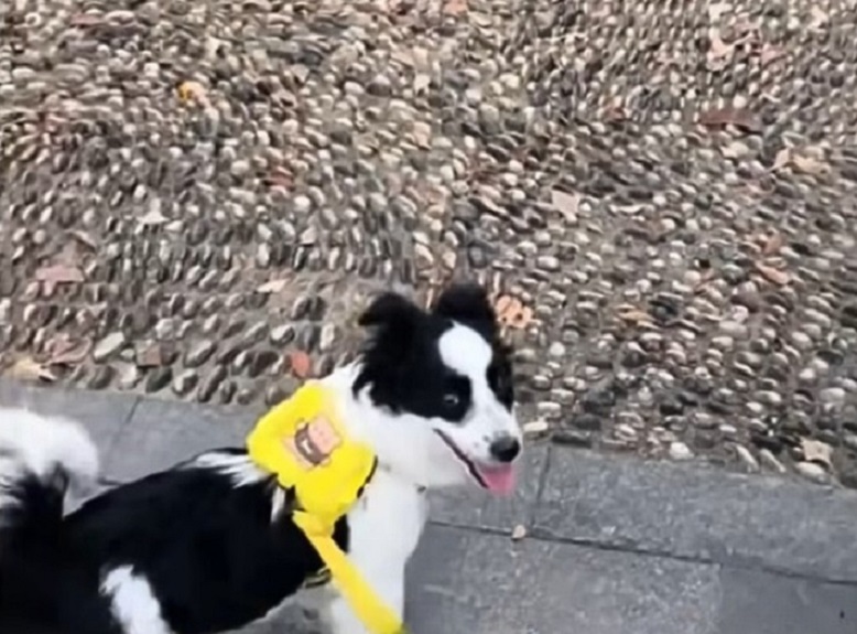 puppy on a walk