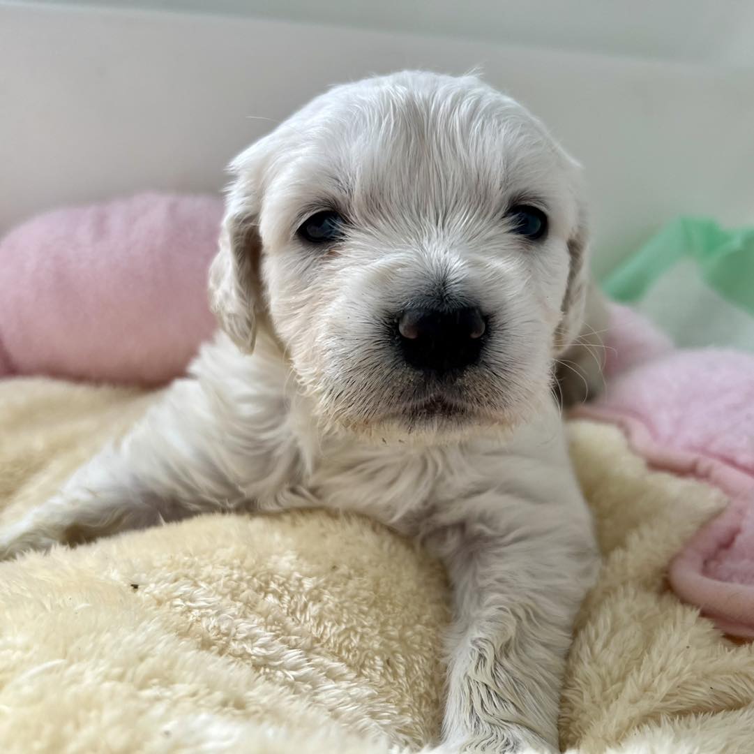 puppy on a yellow blanket