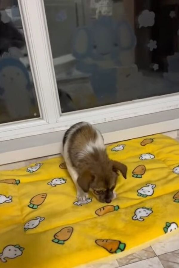 puppy on the floor pad