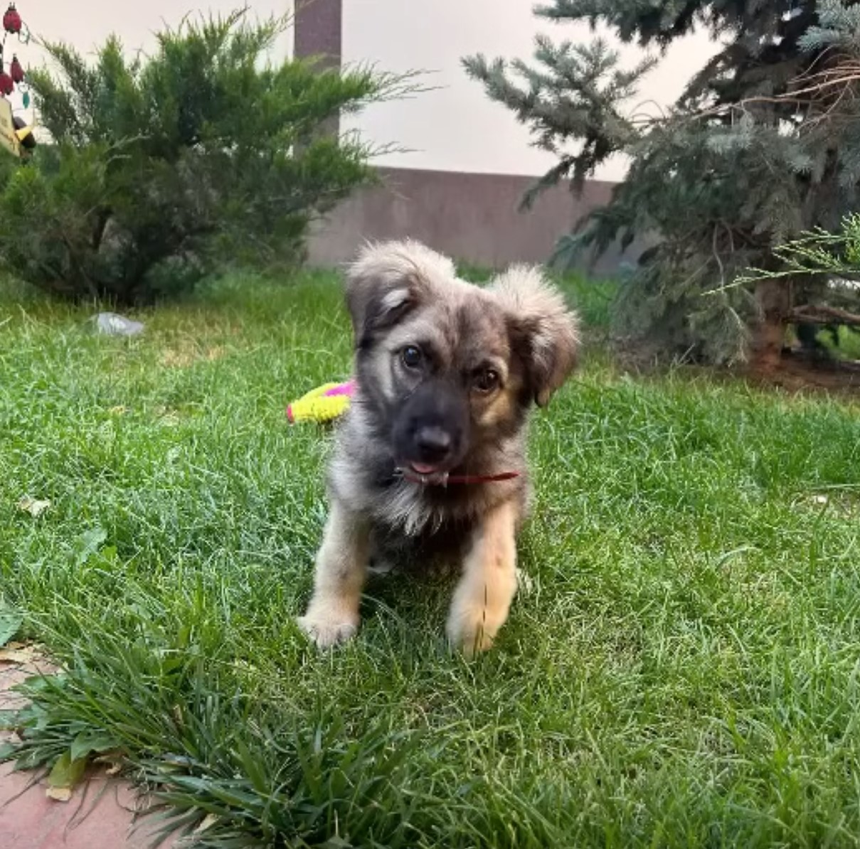 puppy on the grass