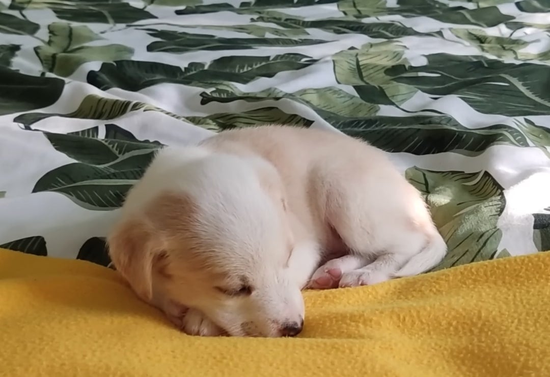 puppy sleeping on a blanket