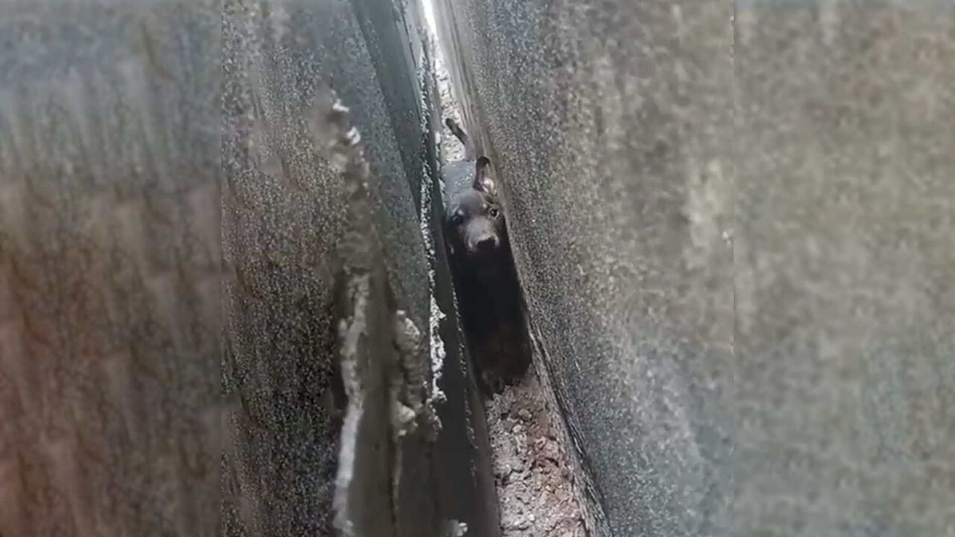 Strange Noise Coming From Between Two Walls Leaves People Shocked To The Core