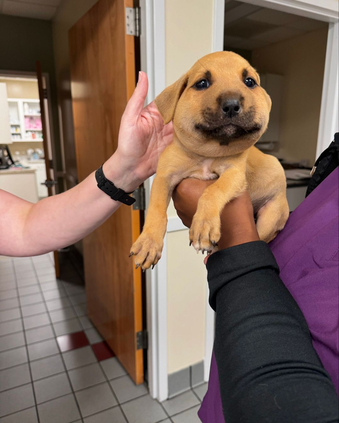 puppy stung by bee