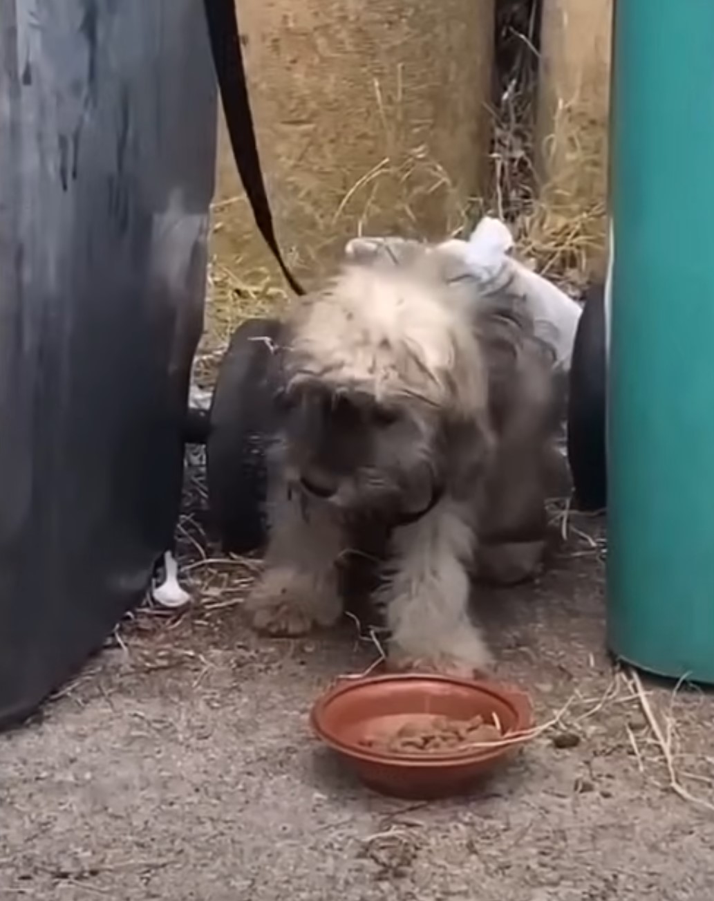 puppy tied to a trash can