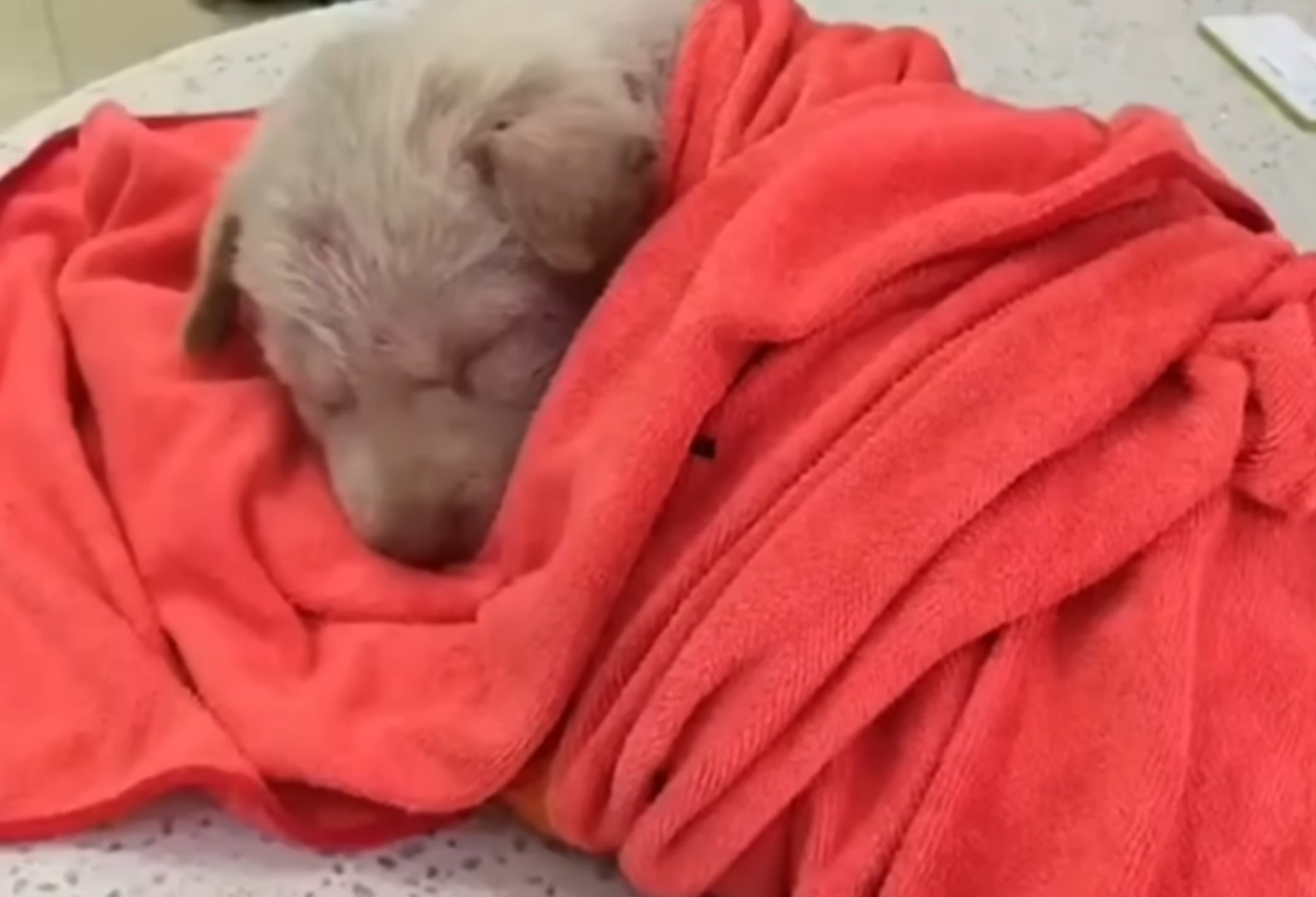 puppy wrapped in red blanket