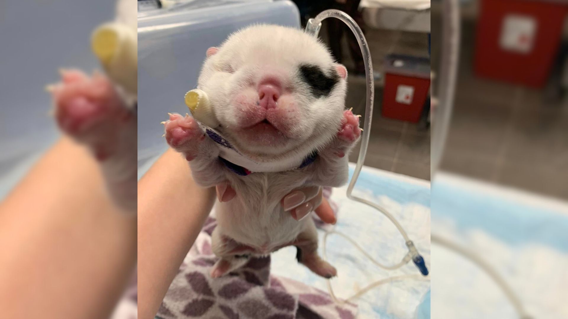 Newborn Pup’s Head Swells To Double Its Size In Just One Night, Leaving Rescuer Shocked