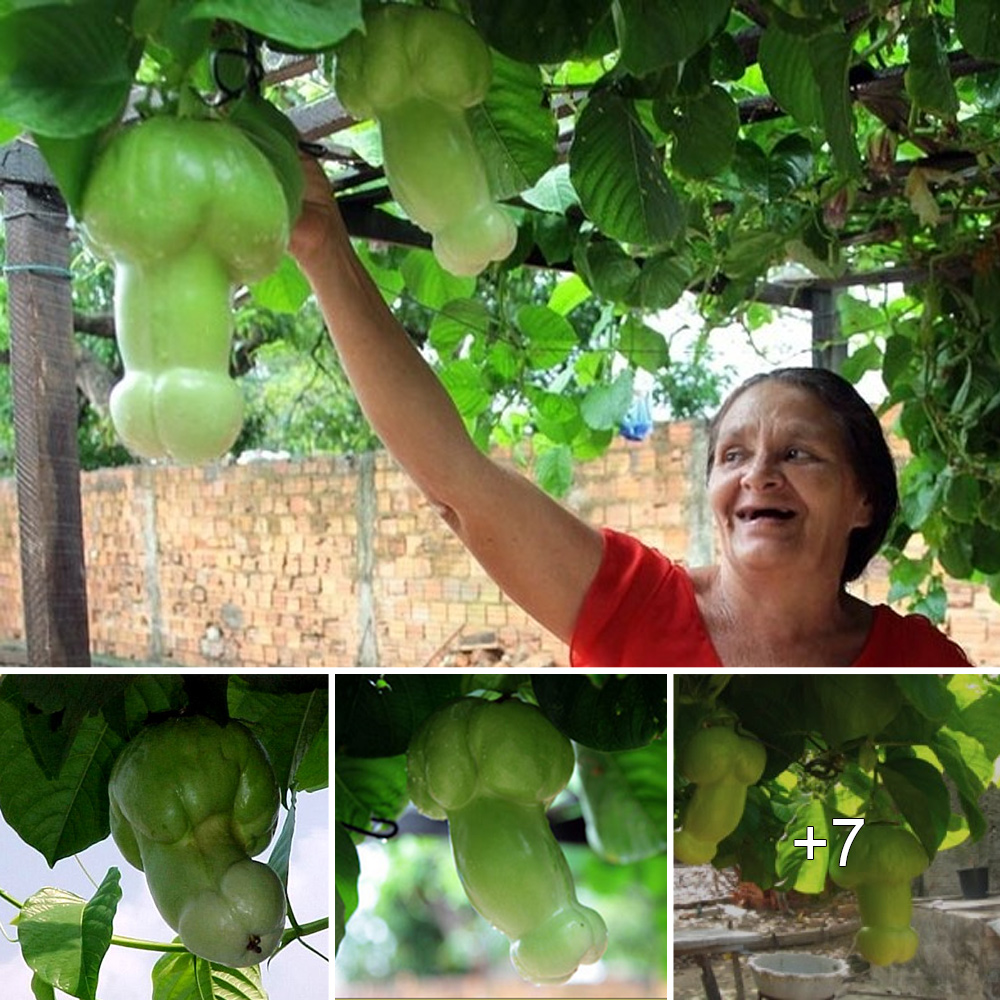 A Brazilian gardener successfully solved the mystery surrounding a rare fruit.