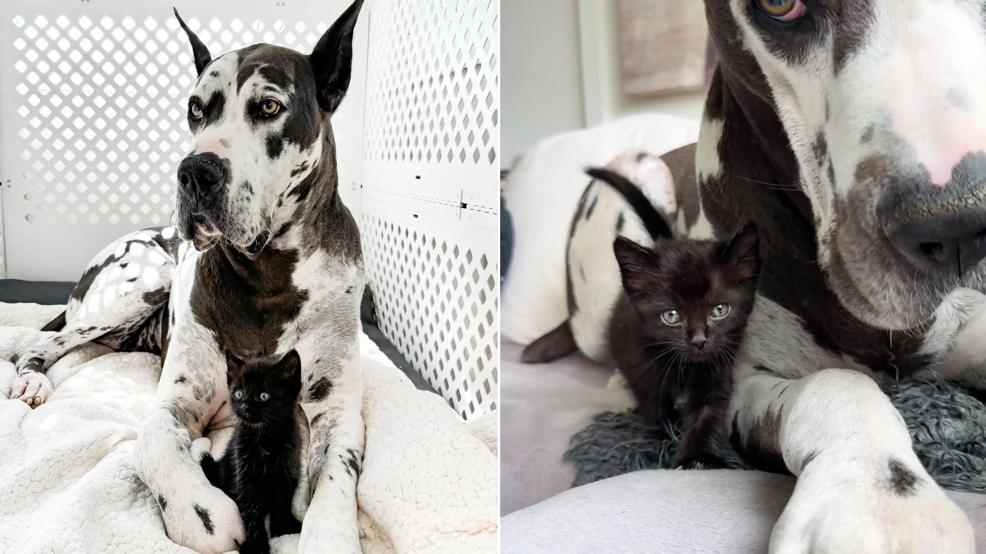 Reactive Great Dane Wasn’t A Fan Of Other Animals Until She Met Two Orphaned Kittens