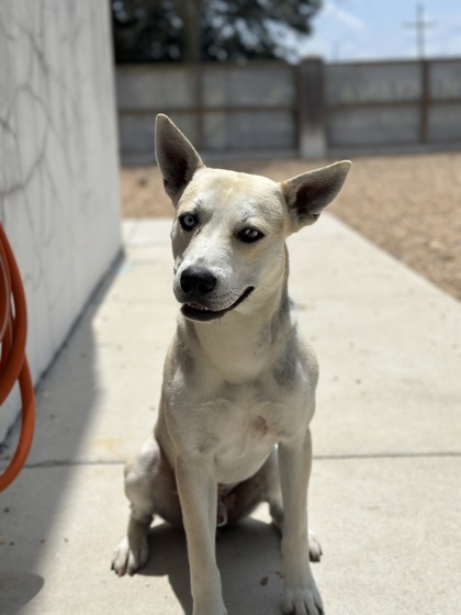 rescue dog sitting