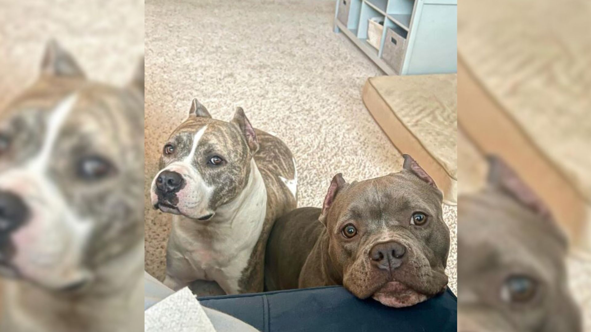 Rescue Dogs Find Comfort In Each Other After Their Rough Past, Now They’re In Love