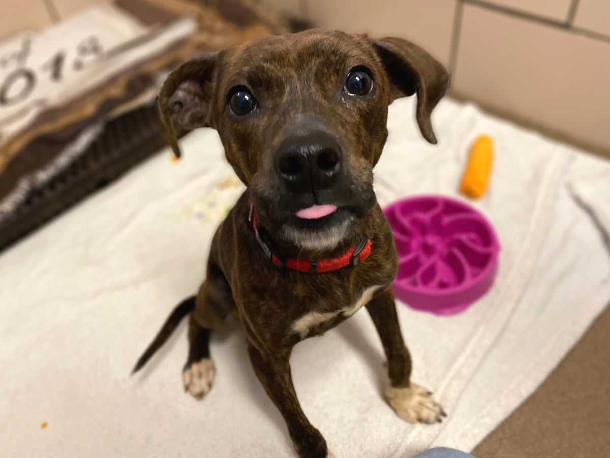 rescued dog sitting and looking into the camera