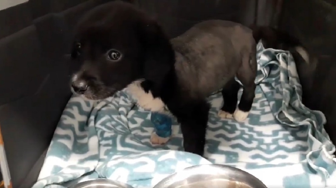 rescued puppy with a wrapped paw