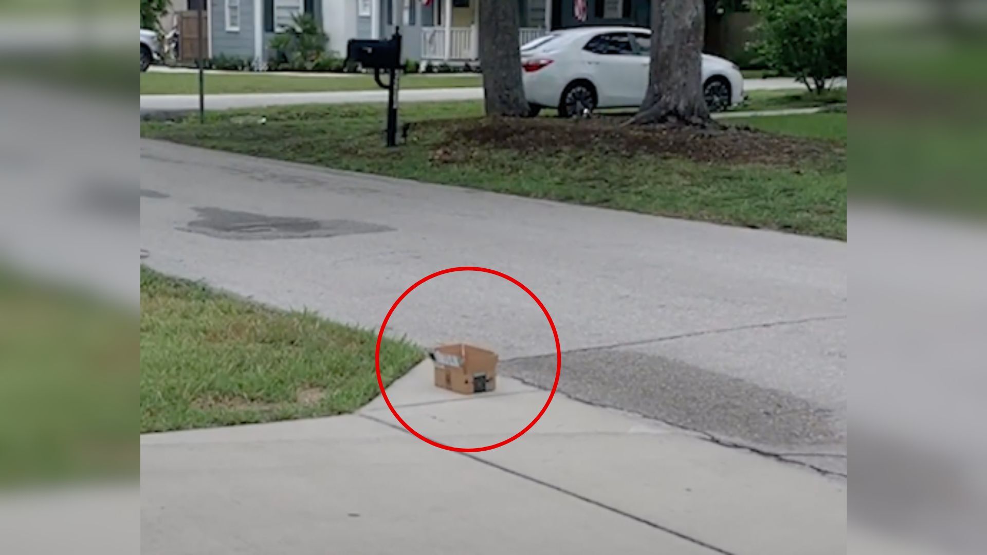 Helpless Furball Abandoned In A Tiny Box On The Curb Leaves Rescuers In Shock