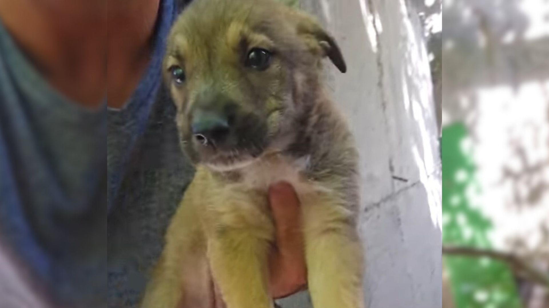 Rescuers Received A Call About Puppy In Abandoned Building So They Hurried To Save Him