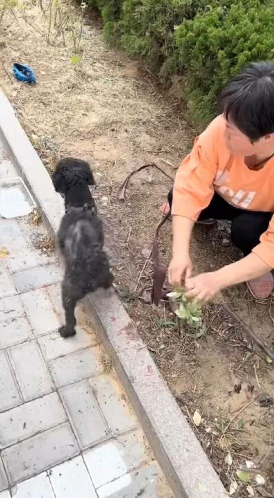 rescuer next to a poodle