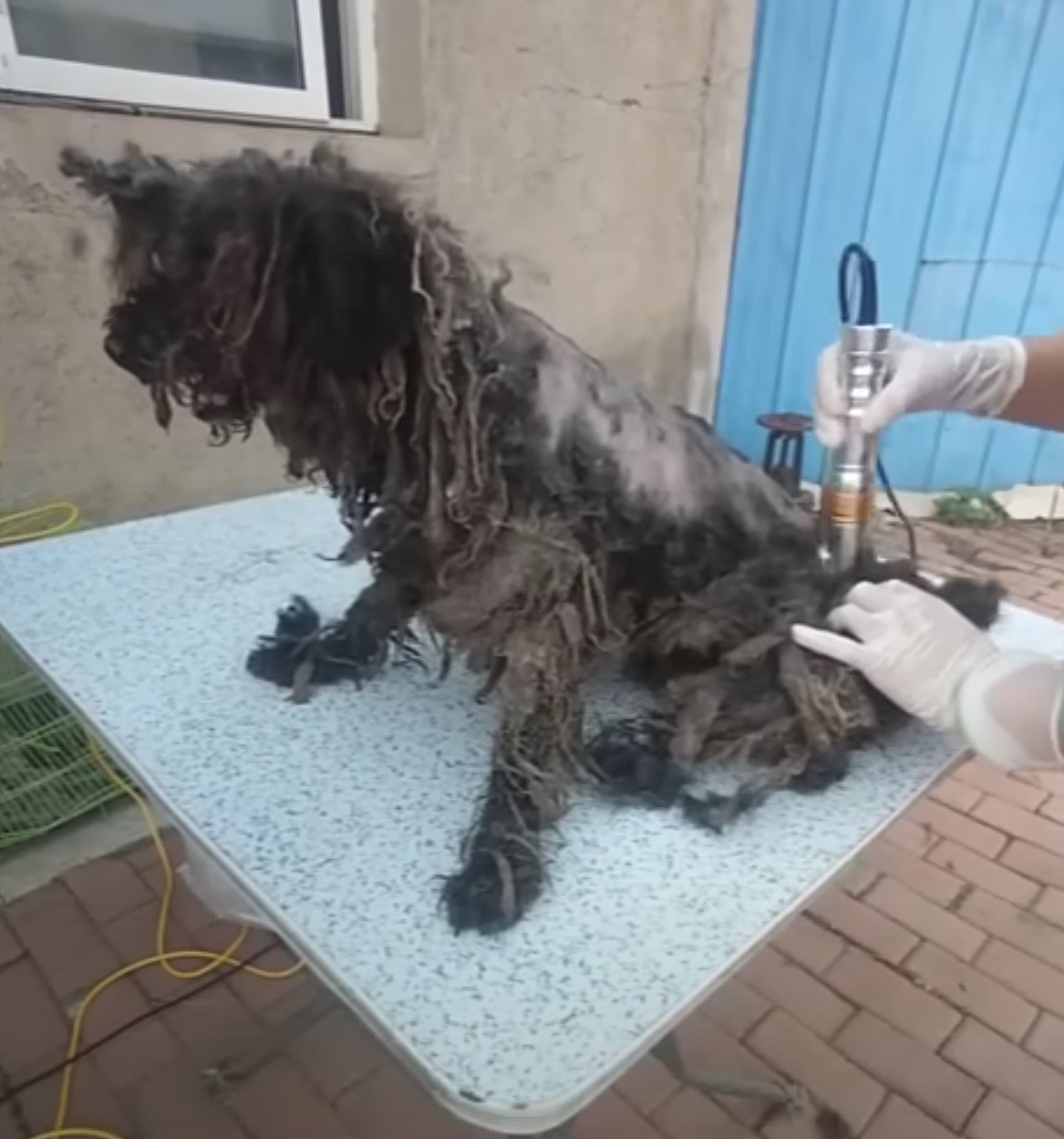 rescuer shaving dog