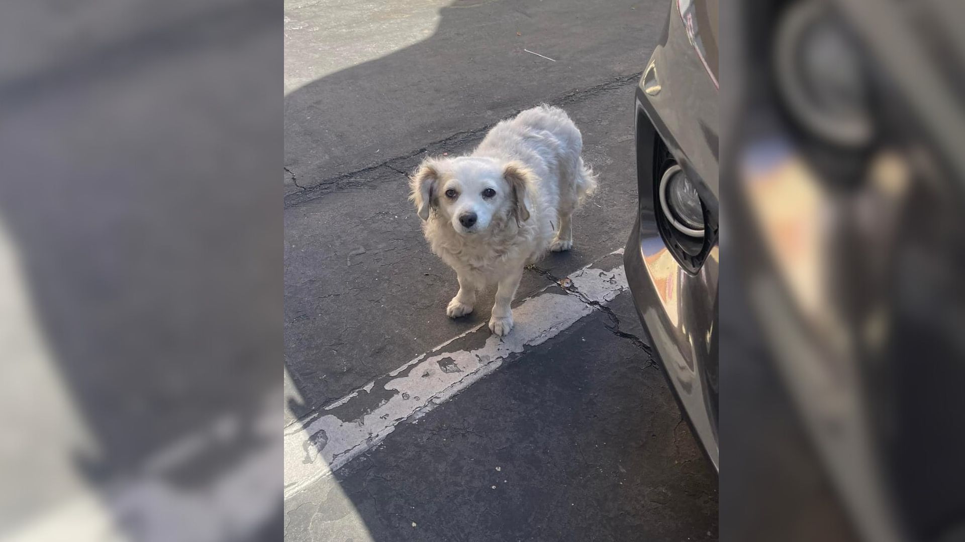 Rescuer Wasn’t Able To Save This Stray Pup, But Then Her Friend Stepped In To Save The Day