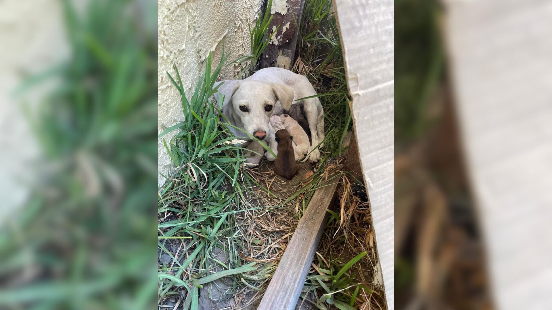 Rescuers Find Tiny, Fearful Pup In A Random Yard, Then Learn Her Big Secret