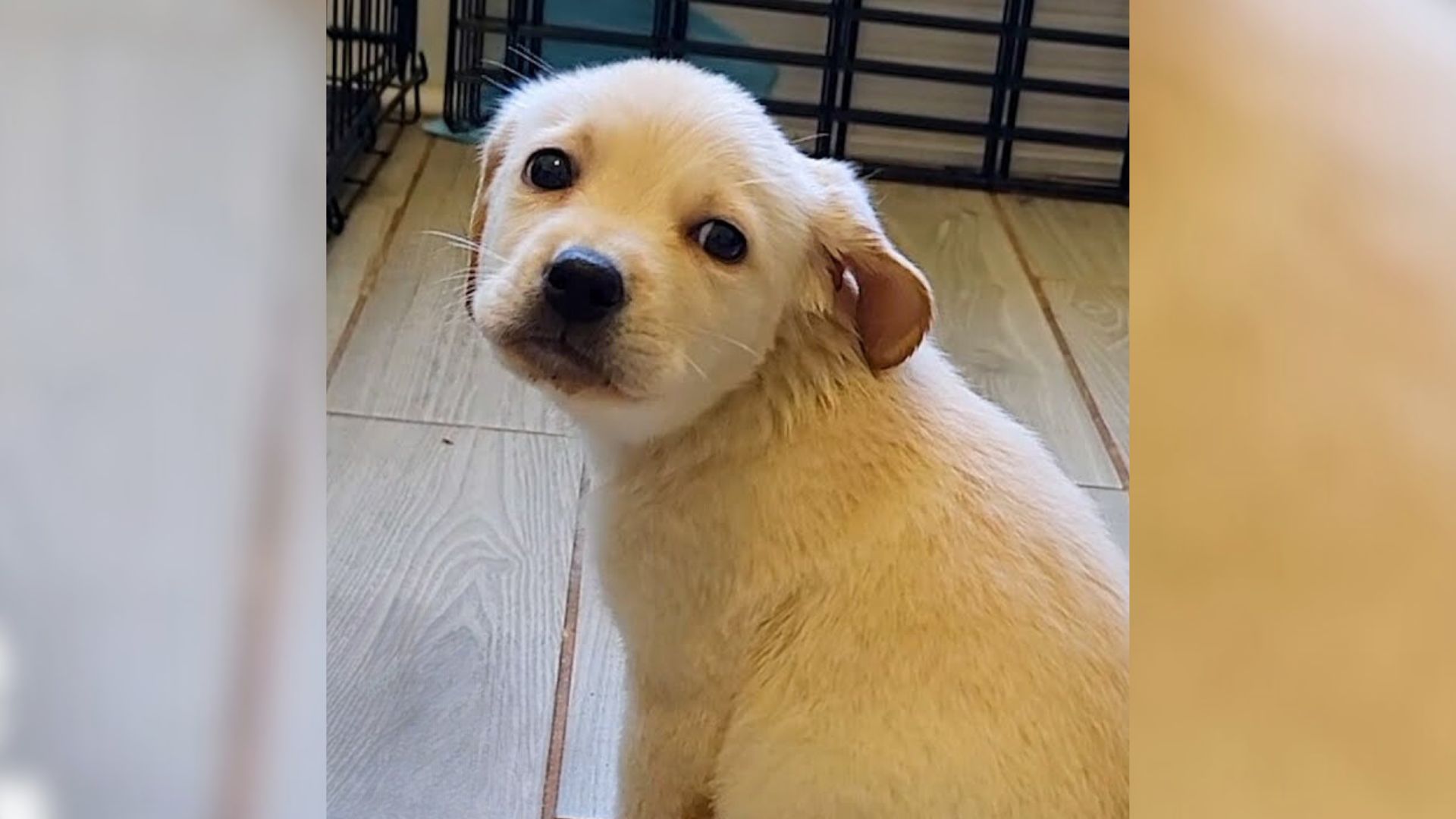 Rescuers Helped This Adorable Puppy Find A Foster Home And Then Her Life Changed Forever