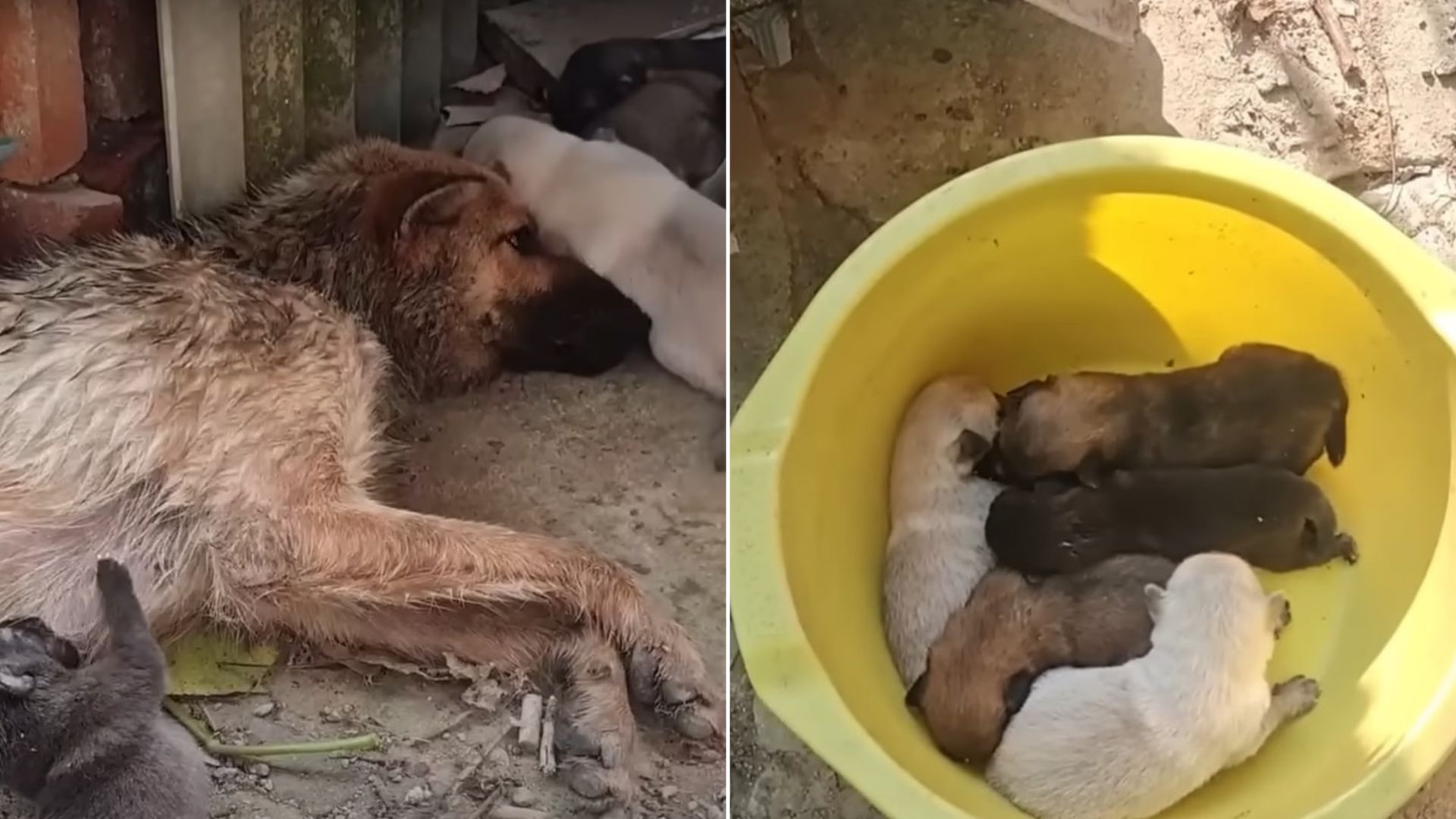 Rescuers Honor Dog Mom’s Final Wish In Her Last Moments And Save Her 5 Newborn Puppies