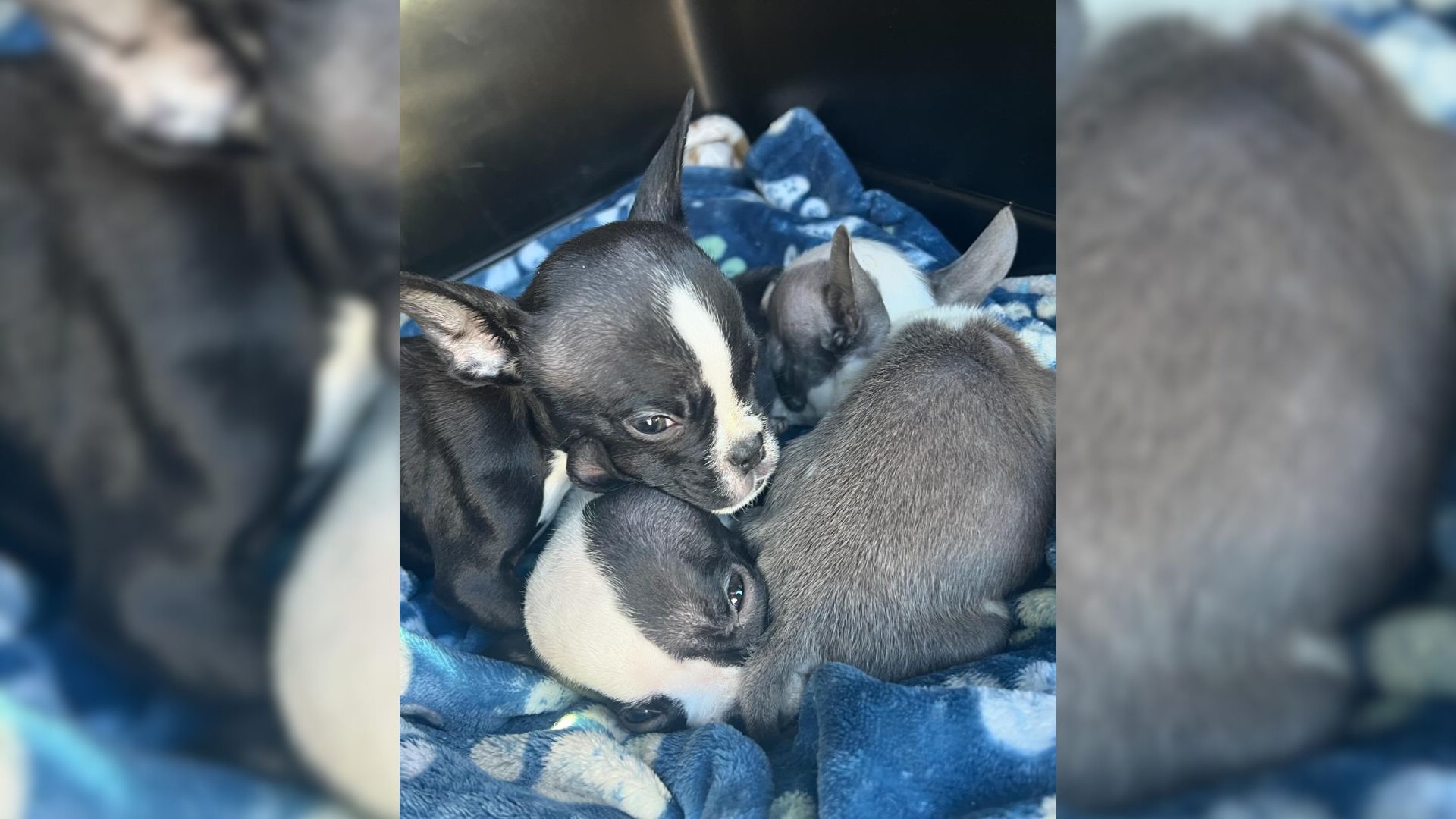 Rescuers Found Puppies Outside Shelter And Tried To Help Them But What Happened Next Shocked Them