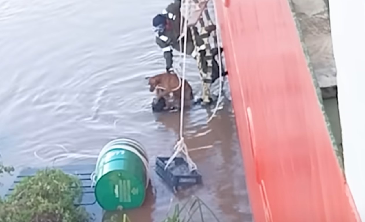 rescuers saving a puppy from water