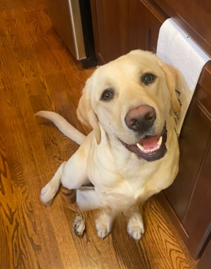 retriever sitting on the floor