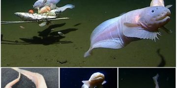 Fish Caught on Camera at a Depth of 8,336 Meters, the Deepest Ever