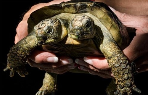 Mutant two-headed turtle found on South Carolina beach – thepressagge.com