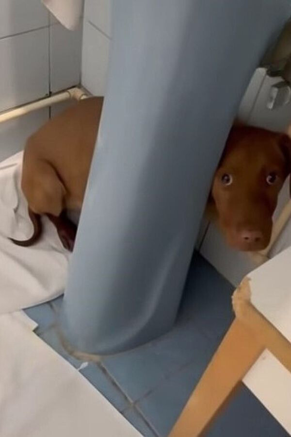 sad dog hides in the bathroom