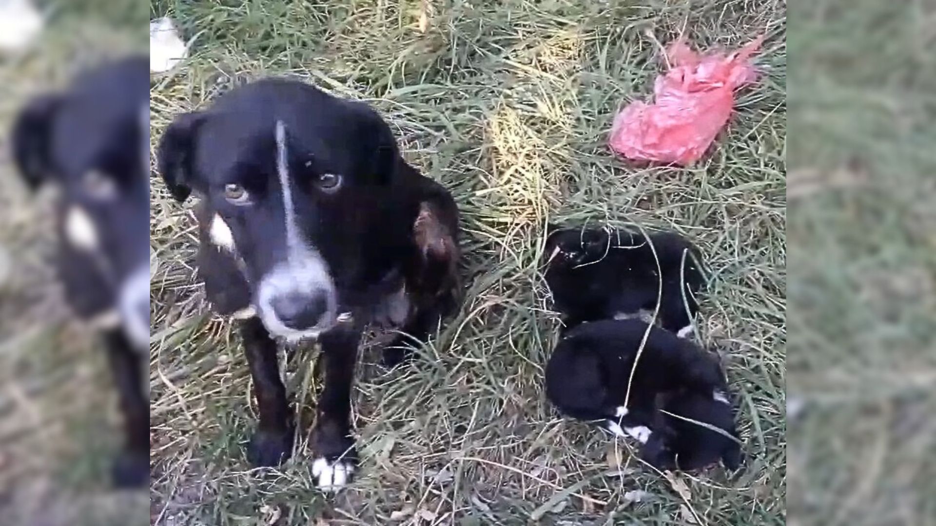 Rescuers Were Saddened To See This Mama Dog Politely Asking Them To Save Her Injured Puppies