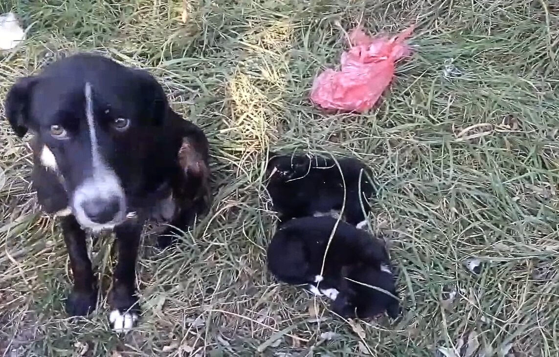 sad mom dog with her puppies