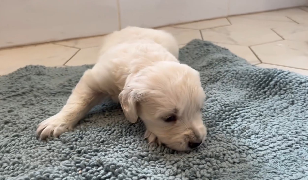 sad puppy lies on the mat