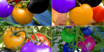 Rainbow Tomatoes: A Colorful Culinary Delight