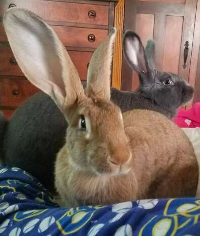 rabbit rescue therapy baby