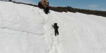 “Give mother your hand, son”! A bear cub’s journey to climb a snowy mountain to keep up with his mother captivated millions of people around the world in a video shared around the world.