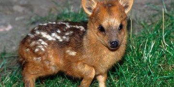 I didn’t expect it really existed in the world! Meet the world’s smallest and most mаgісаl deer