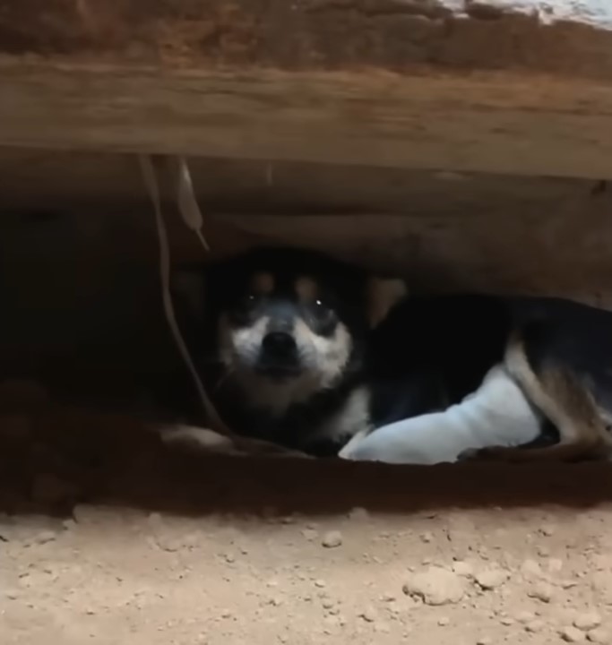 scared dog hiding