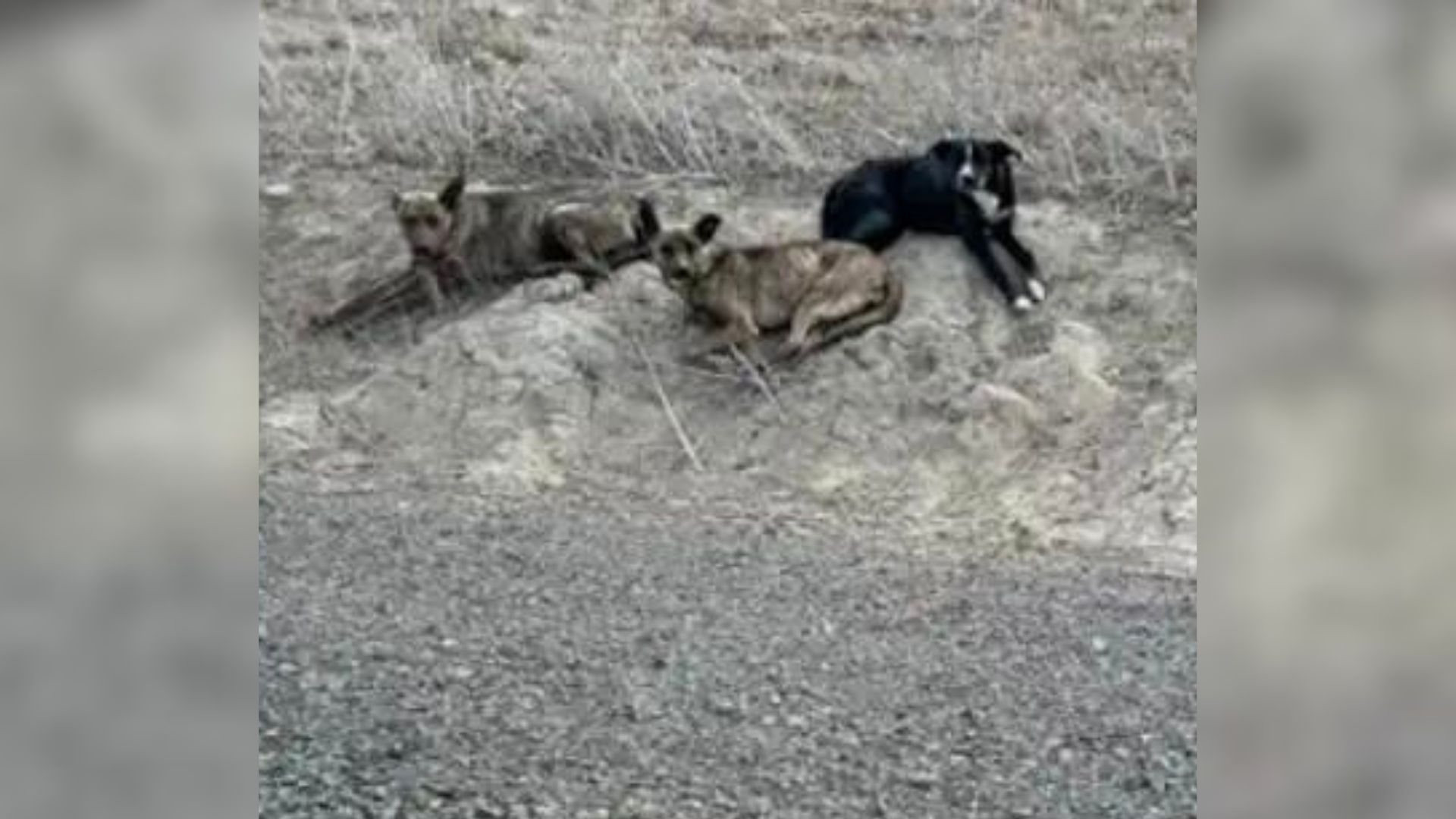 Scared Dogs Dumped In The Middle Of Nowhere Lived In A Pipe Until Humans Rushed to Help Them