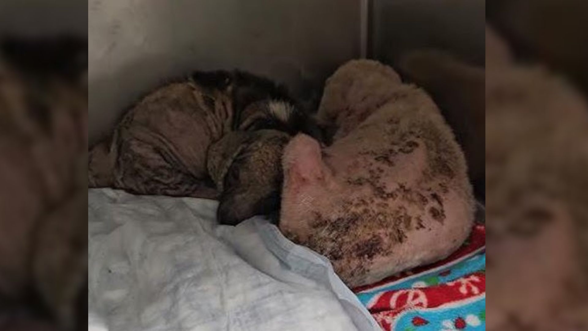 Scared Pups Who Never Felt Human Love Curled Up Next To Each Other, Trying To Chase Away Their Sorrow