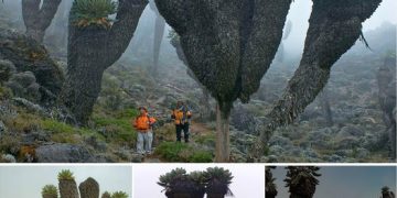 Found Only on Mount Kilimanjaro in Africa, These Prehistoric Plants Look Like a Cross Between a Cactus and a Pineapple