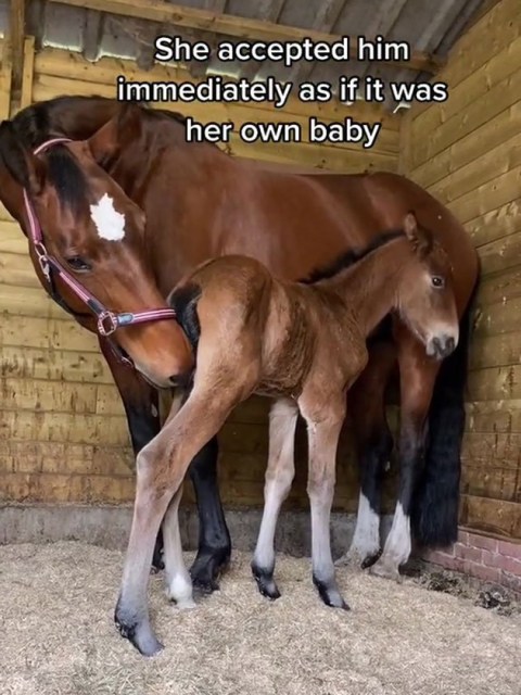 Heartbroken horse adopts malnourished foal after her stillborn birth | Metro News