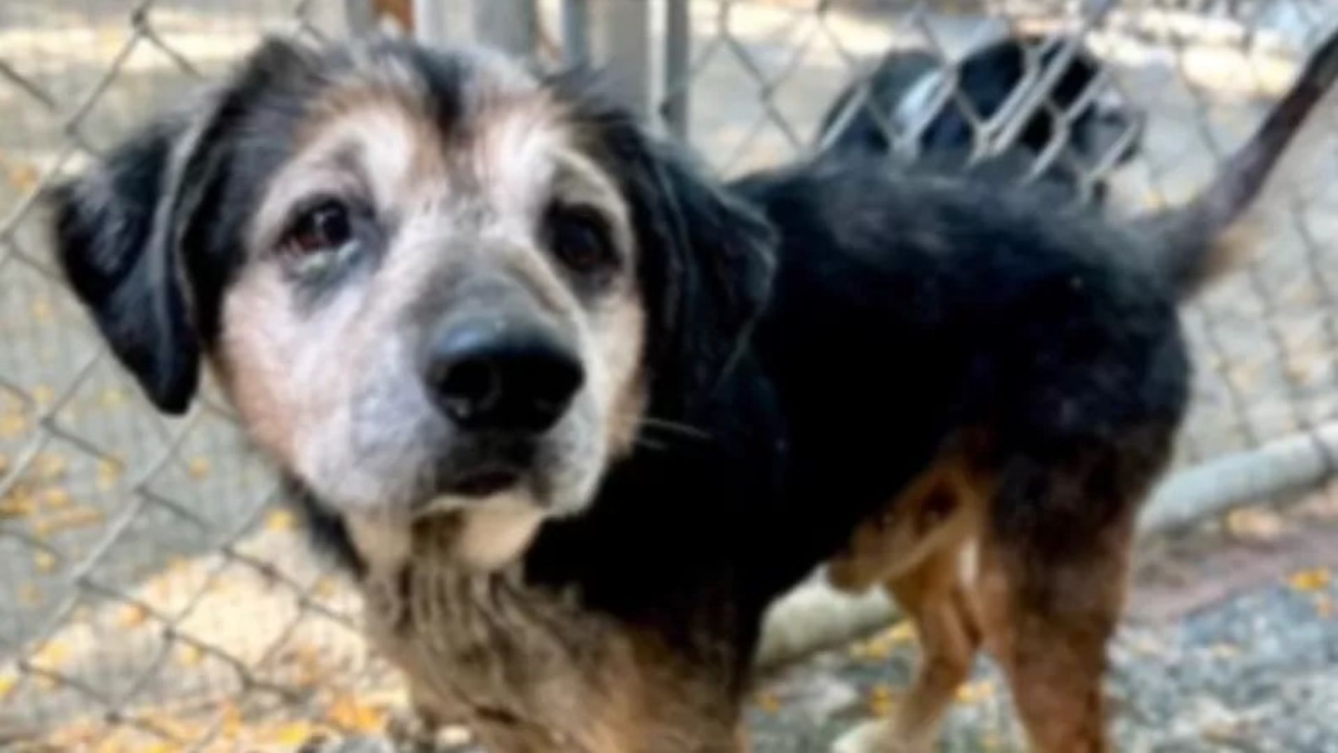 Senior Dog Found ‘Scared and Alone’ On The Freeway After Owner’s Betrayal Gets A New Chance