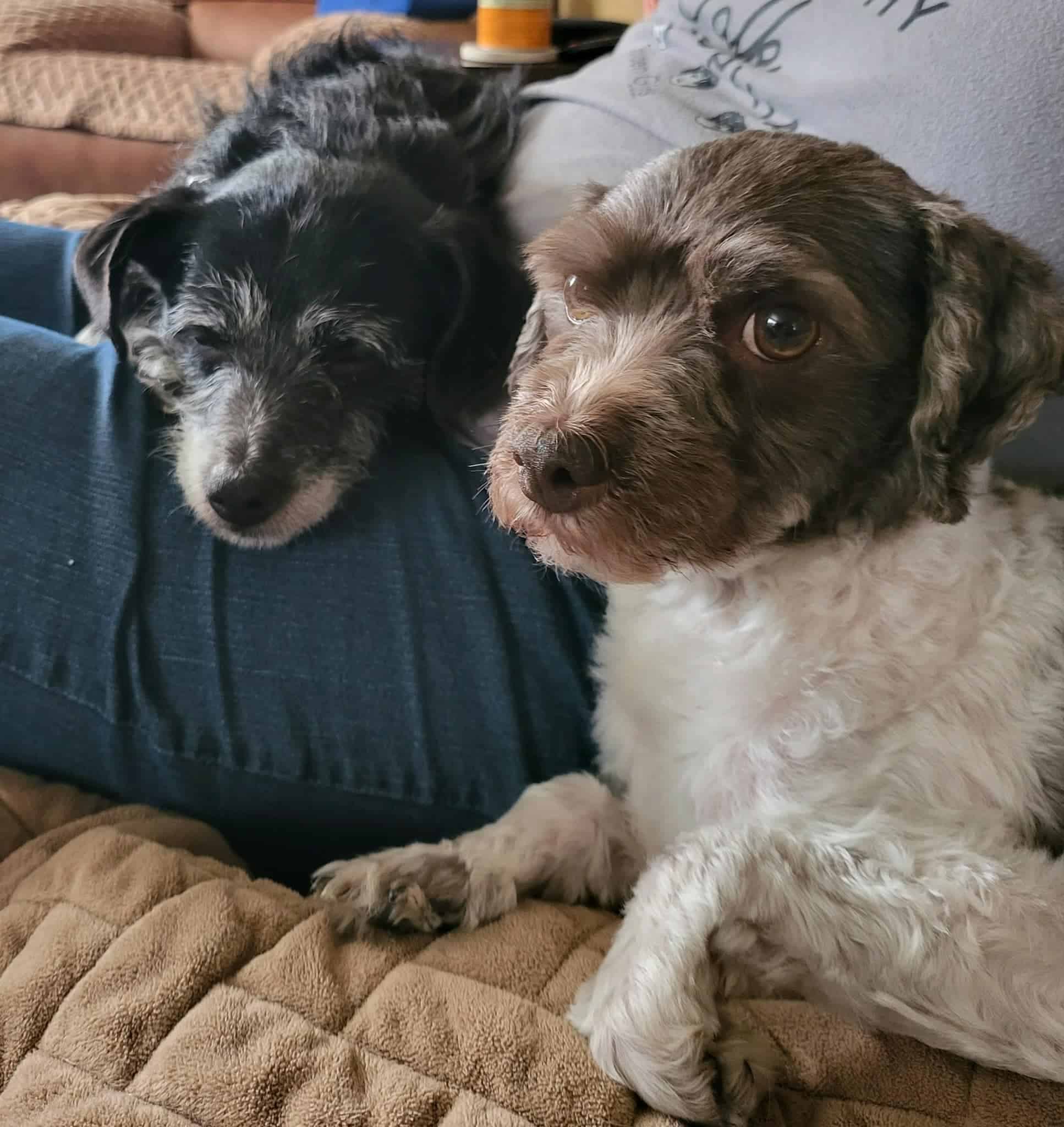 senior dog hanging out with his new buddy