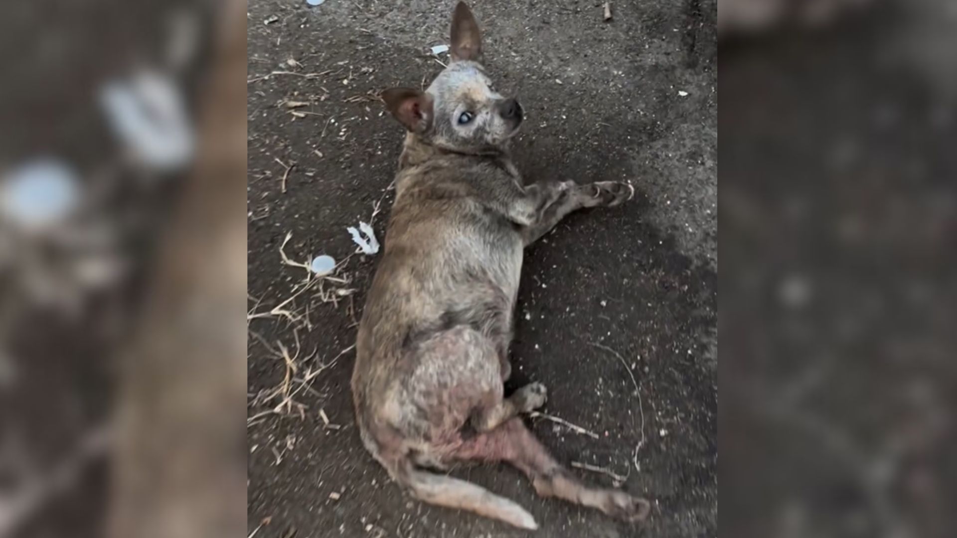 Dog Labeled ‘Ugly And Old’ Finds The One Person Who Loves Him For Who He Is