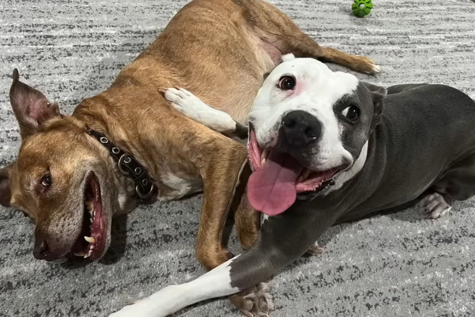 senior dog named leo playing with an other dog