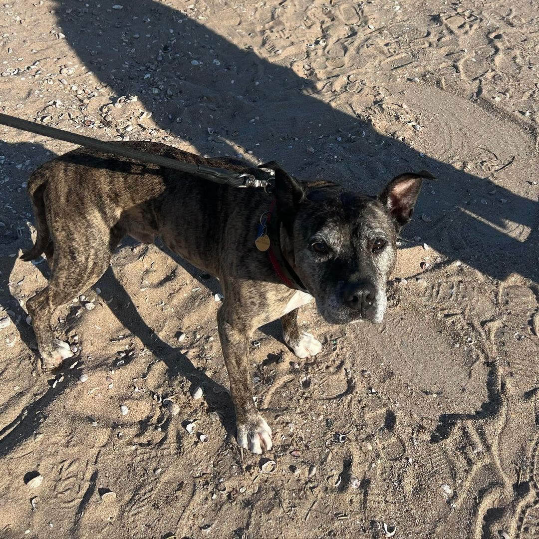 senior dog on beach